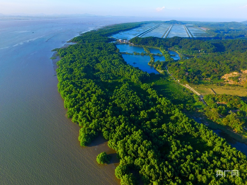 地成为广东自然教育新课堂开元棋牌app红树林湿(图1) 地成为广东自然教育新课堂开元棋牌app红树林湿(图1)