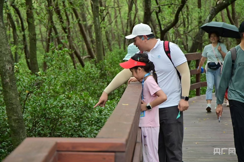 地成为广东自然教育新课堂开元棋牌app红树林湿(图2) 地成为广东自然教育新课堂开元棋牌app红树林湿(图2)